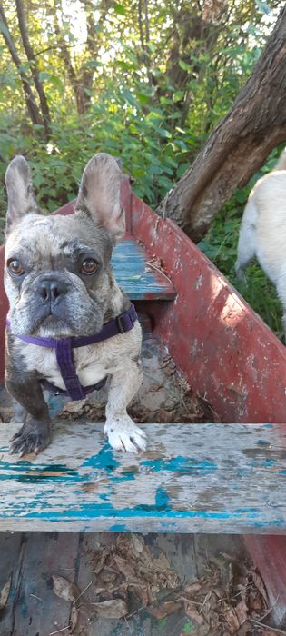 Француский бульдог вязка