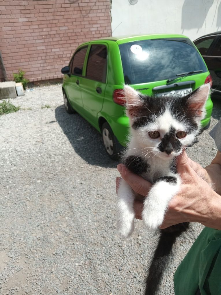 Котенок Бублик 2.5 мес