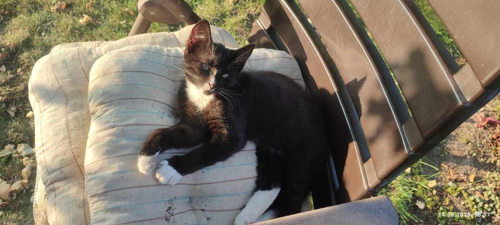 Armiś kocurek do adopcji