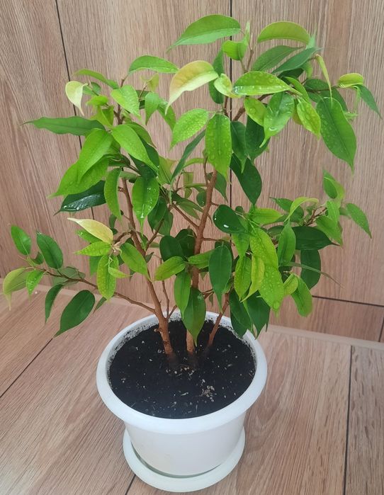 Фікус бенжаміна  в горшку