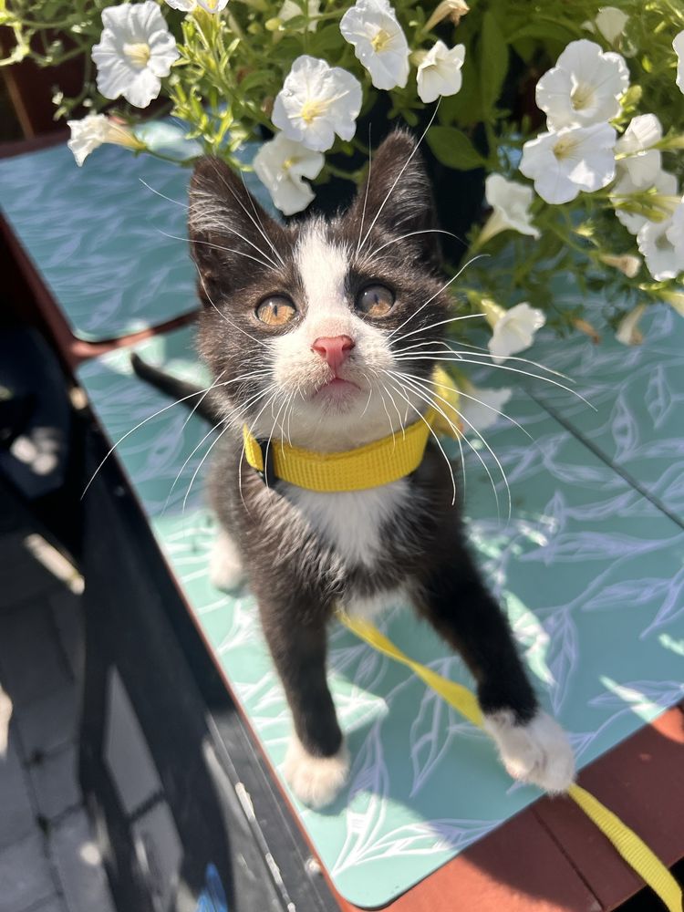 Kocie piękności do adopcji