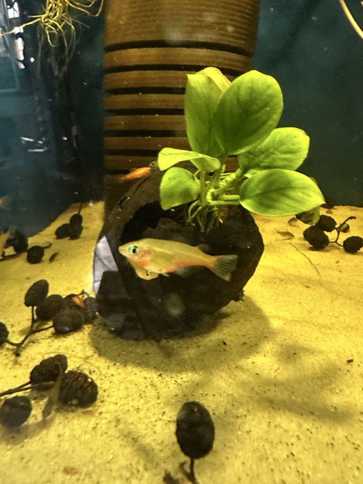 Oryzias woworae od Max zoo