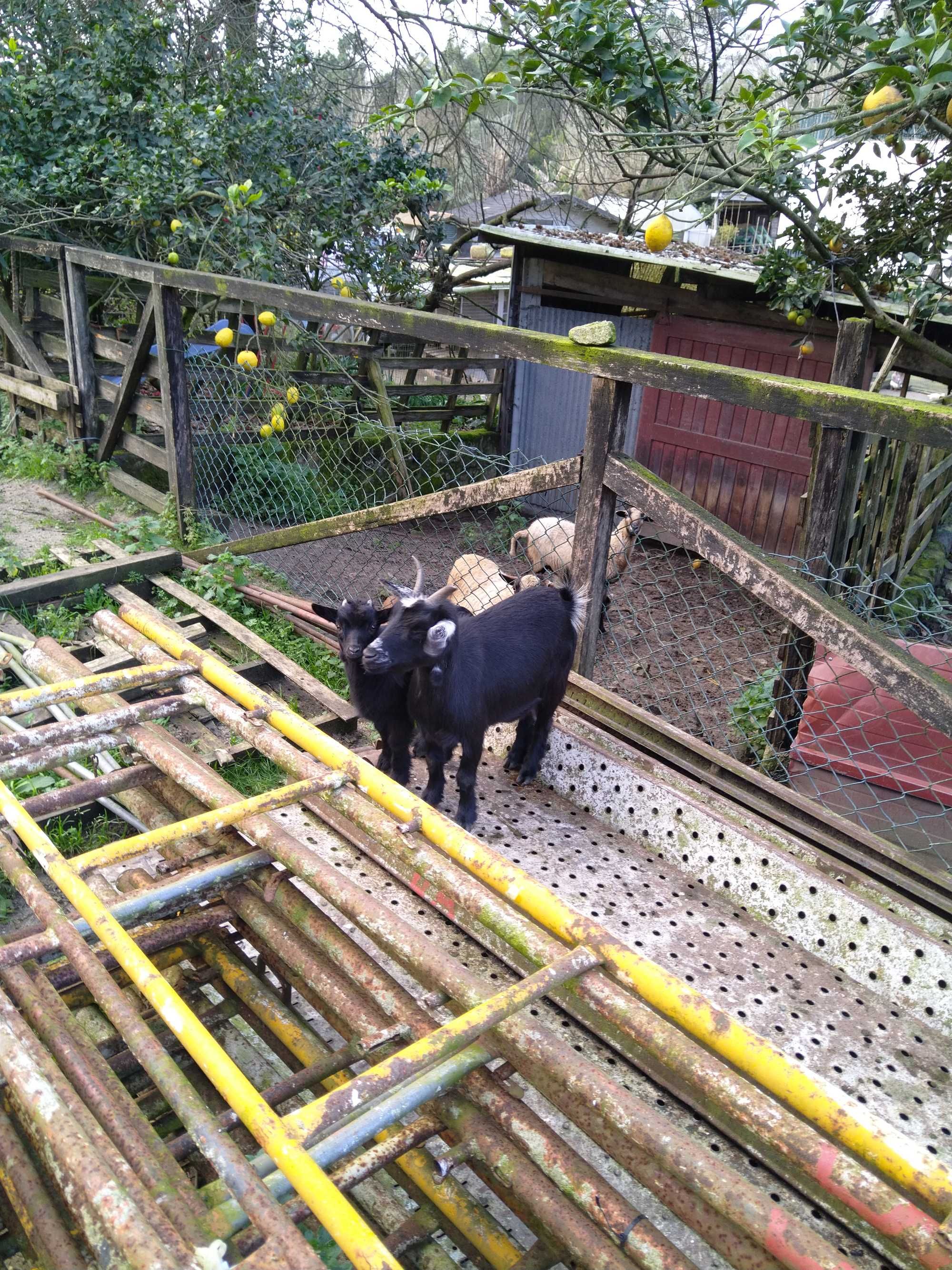 Cabras anãs machos