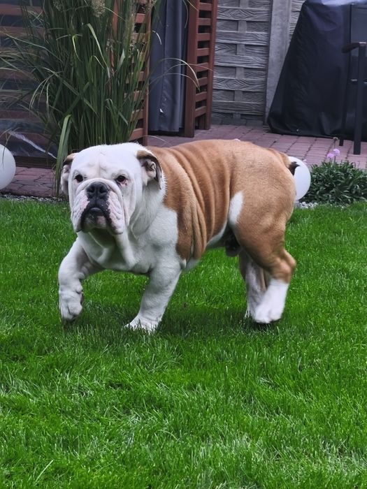 Buldog angielski FCI PIESEK