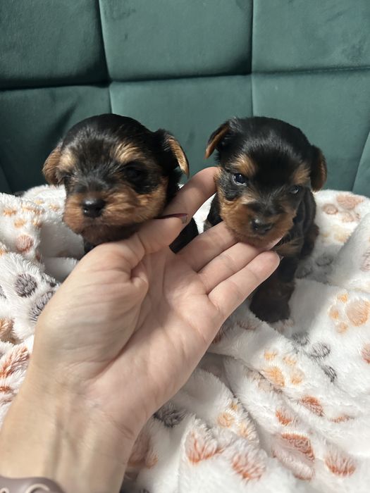 York Yorkshire terrier