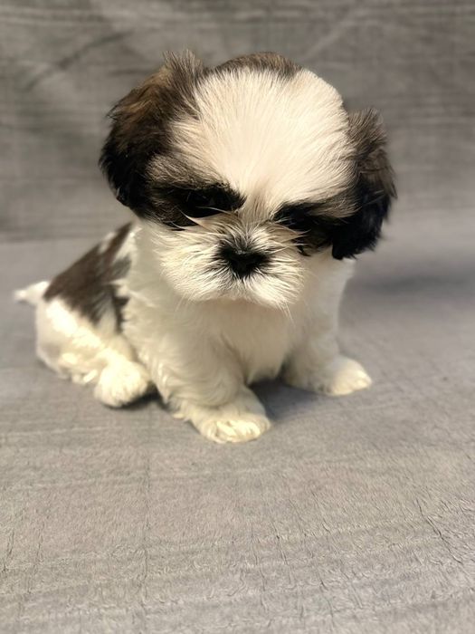 Продам щенков Ши-тцу