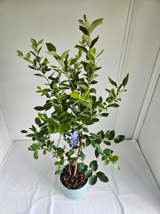 Borówka amerykańska XXL Toro 130cm C7 – krzew owocowy + nawóz gratis