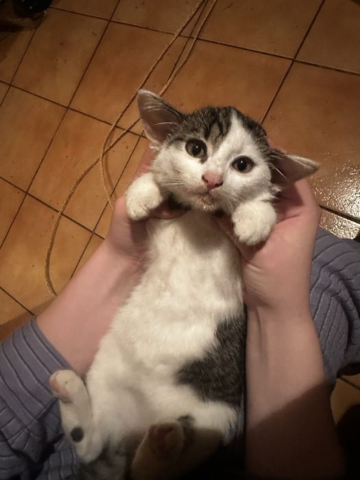 Kotka do adopcji od zaraz