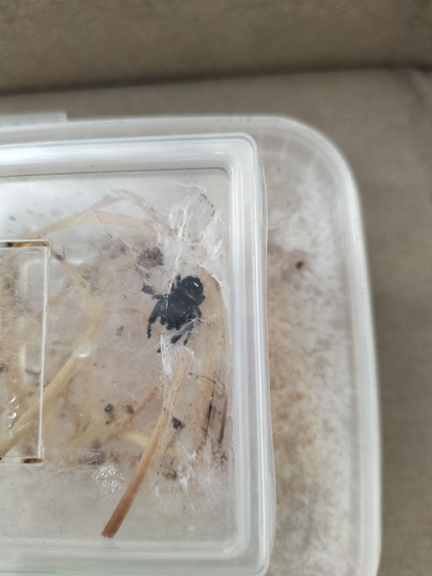 Parka skakunów królewskich Phidippus regius