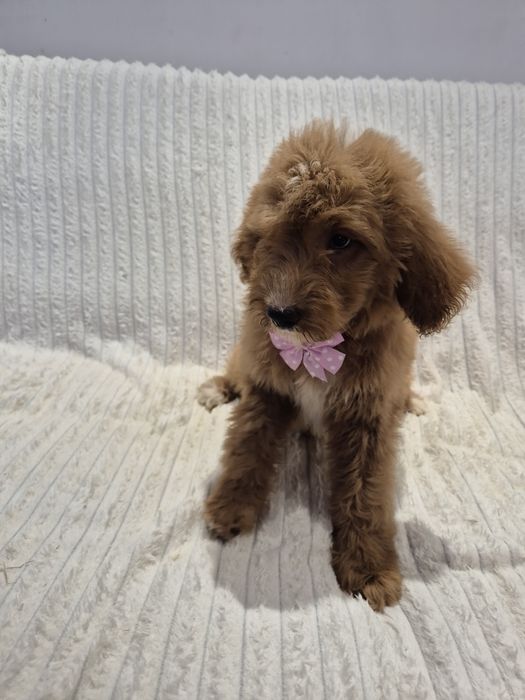 Goldendoodle f1 standard