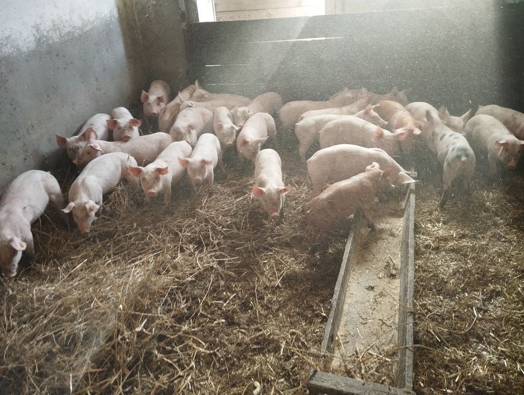 Prosięta 28 sztuk