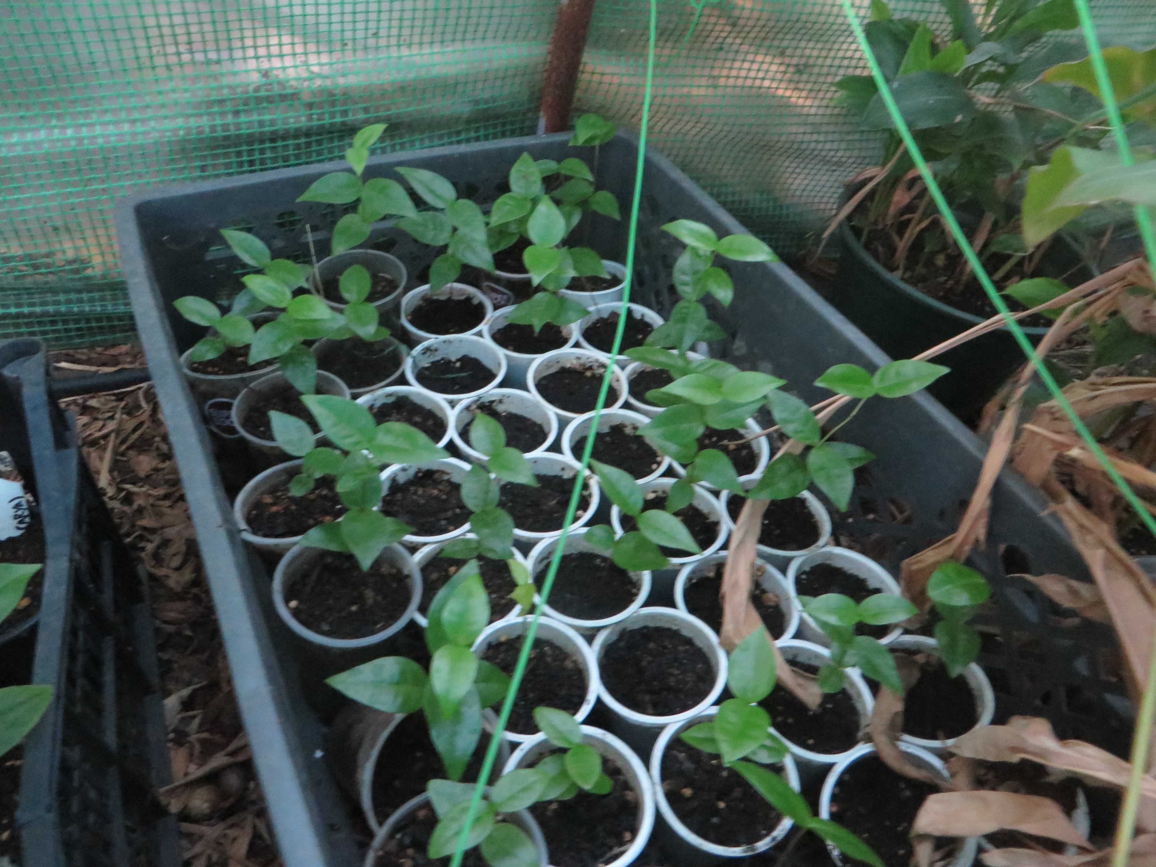 Planta pitangueira vermelha (Eugenia uniflora)