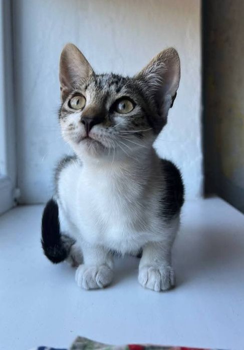 Віддам_ кішки_ кошеня _ крісті