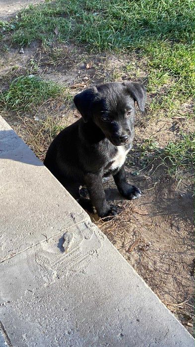 Oddam szczeniaki w dobre ręce