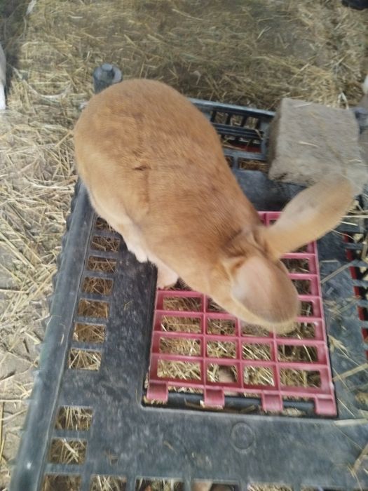 Sprzedam samca burmundzkiego