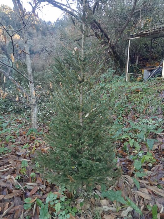 Árvore de Natal natural /Pinheiro de Natal