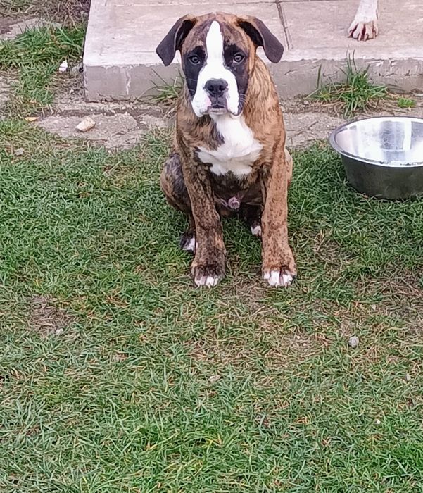 Piesek bokser pręgowany