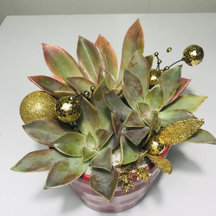 Suculentas em vaso para natal