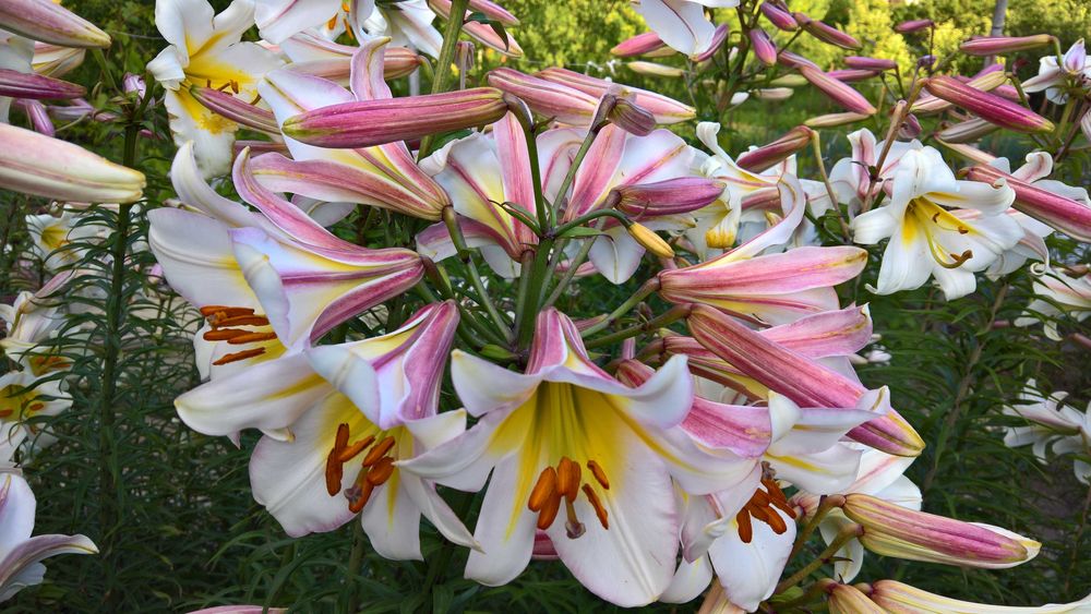 Лилии белые (королевские) трубчатые и ЛО гибриды, луковицы.