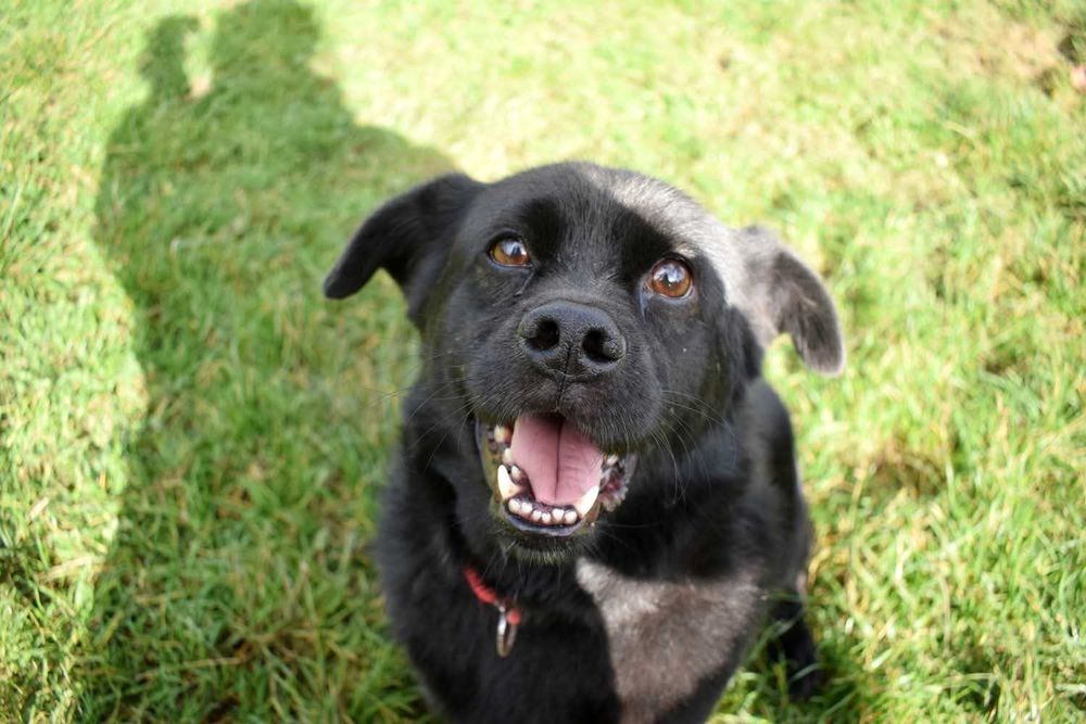 Racuszek 11letni pies do adopcji