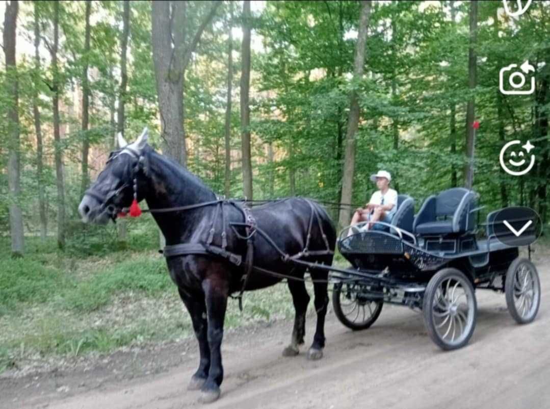 likwidacja stada