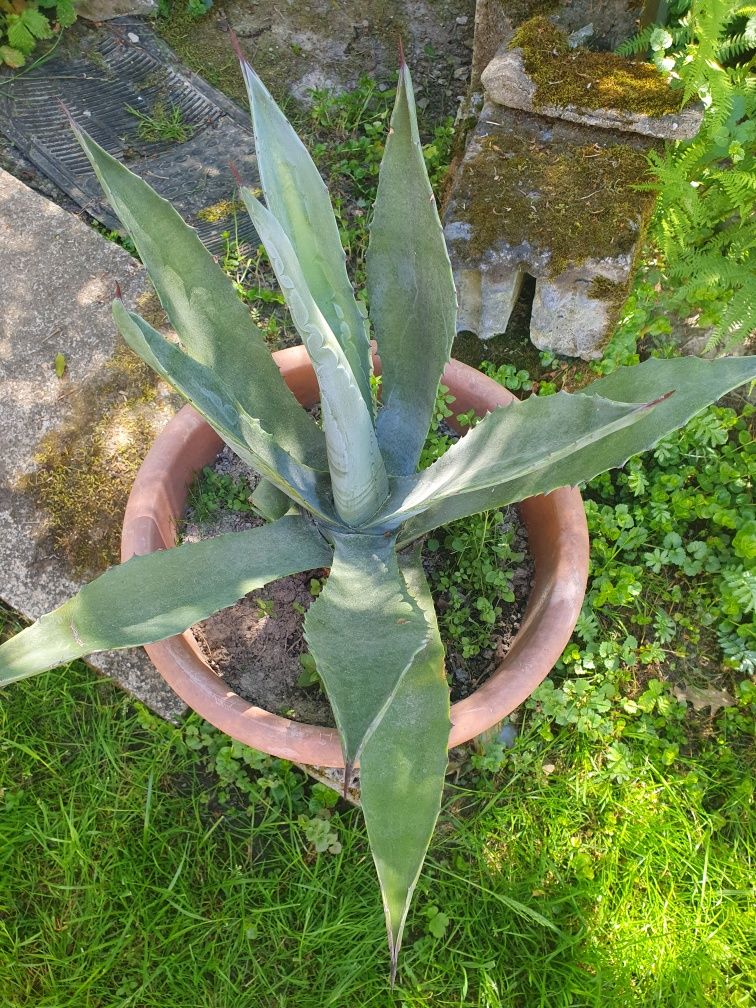 Kaktus Agawa Amerykańska w donicy 45 cm  kaktus aloes amerykański