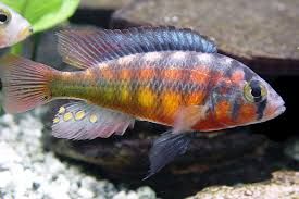 Haplochromis Rock Kribensis Pyszczaki Gdańsk od ręki