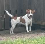 Piesek Jack Russell Terrier