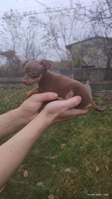 Охрана для карману! Тойтер'єр.