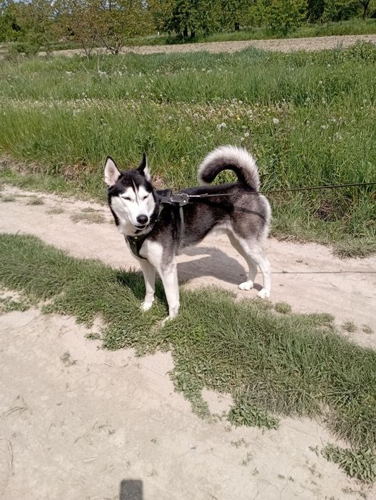 Молодий хаскі  трьох років шукає дівчину для в'язки.