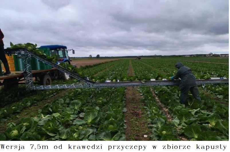 Przenośnik taśmowy do zbioru warzyw- brokuł kalafior taśmociąg kapusty