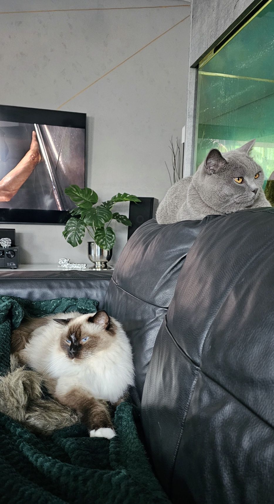Ragdoll płatna adopcja