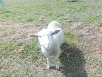 Vendo borrega x el france