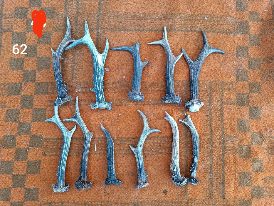 Sprzedam poroże łosia, jeleni, parostki koziołka