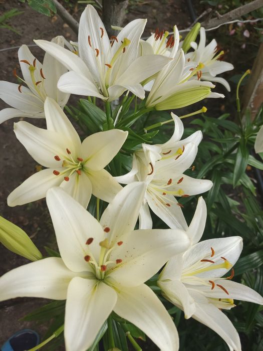 Продаю жёлтые и белые лилии