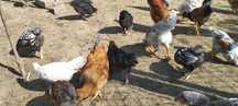 Fawerola,leghorn, Marans , Czubatka Staropolska, Gołoszyjka
