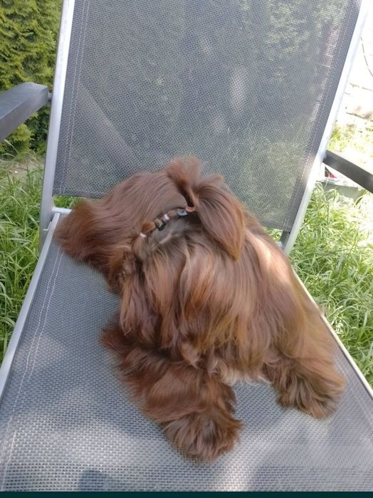 Czekoladowy Reproduktor Shih Tzu