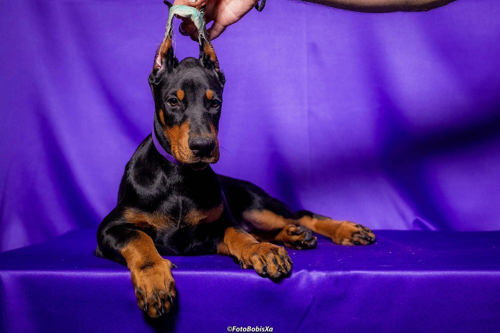 Piękna suczka dobermana