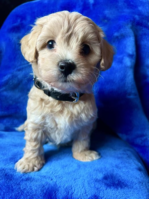 Maltipoo śliczny chłopiec