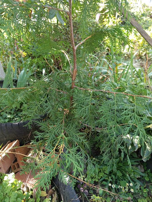 Саджанці туї звичайної та інші декоративні рослини для саду та городу