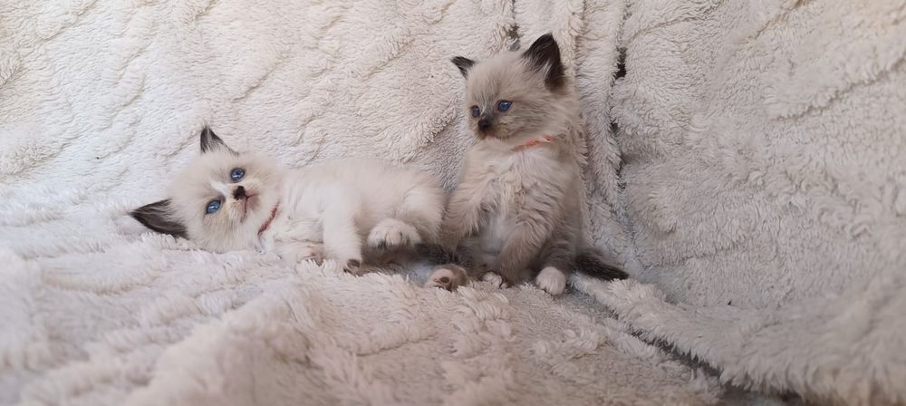 Ragdoll piękna dziewczynka