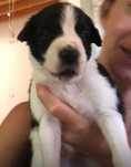 3 Rescued Puppies Available for Adoption