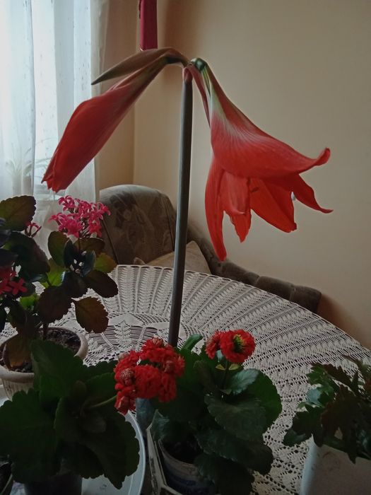 Кімнатна квітка з цибулинкою