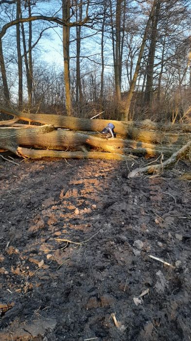 Drewno opałowe transport