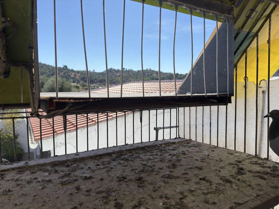 Relogio Bricon marcação chegada pombos