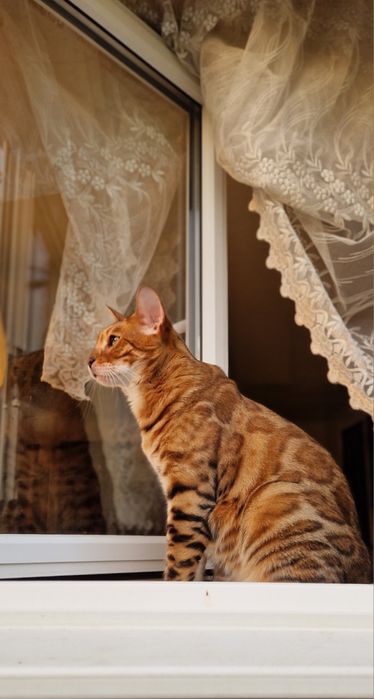 Бенгал. Бенгальский кот. Бесплатно