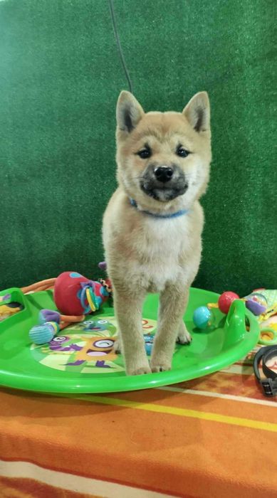 Szczeniak Shiba Inu rezerwacja.