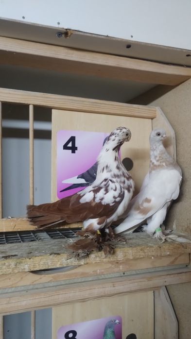 Blauwindry gołębie ozdobne