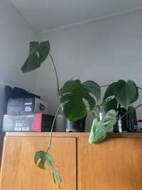 Monstera ( roslina , philodendron , deliciosa )