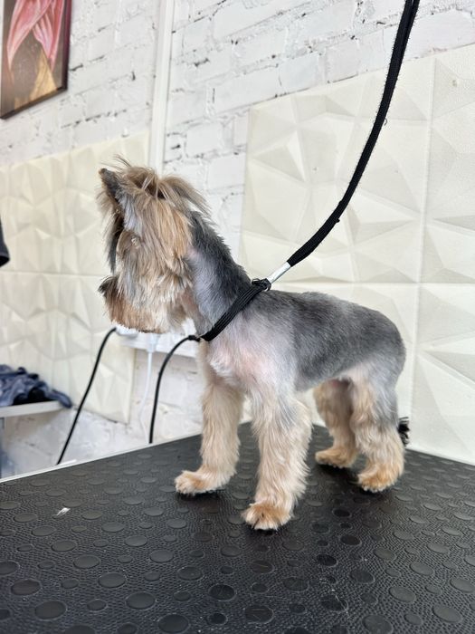 Грумінг -30% на перший візит